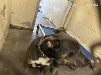 Pit Bull Terrier Dogs Available for Adoption in Ocala, Florida - BLACK | PetCurious
