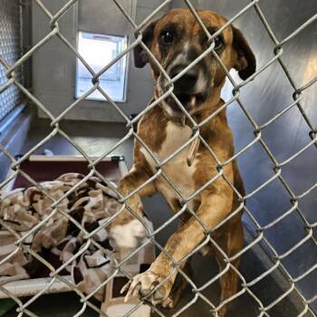 Rescue Beagle Dogs for Adoption in Jasper, Indiana - Franklin | PetCurious