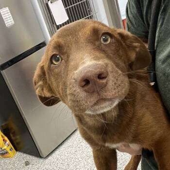 Cassie -  Hound and Pit Bull Terrier Dog for Adoption in Madisonville, Tennessee - Cassie | PetCurious