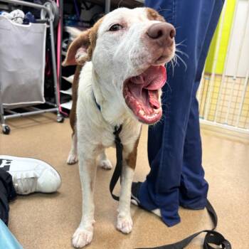 Zeus -  Terrier and Mixed Breed Dog for Adoption in Corpus Christi, Texas - Zeus | PetCurious