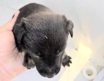 Siberian Husky and Labrador Retriever Dogs Available for Adoption - A650631 | PetCurious