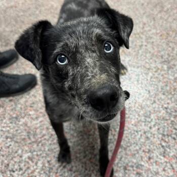 Travis -  Mixed Breed and Border Collie Dog for Adoption in Salt Lake City, Utah - Travis | PetCurious