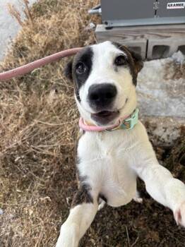 Plott Hound and Mixed Breed Dogs Available for Adoption in Pasadena, Texas - LOVE | PetCurious