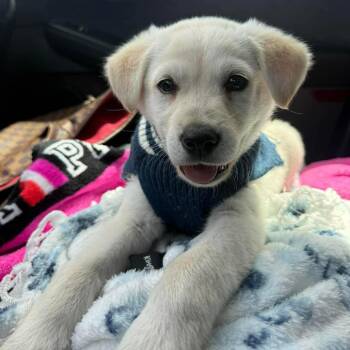 Husky Dogs Available for Adoption in Klein, Texas - Freddie Mercury | PetCurious
