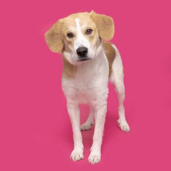Mixed Breed Dogs Available for Adoption - PJ | PetCurious