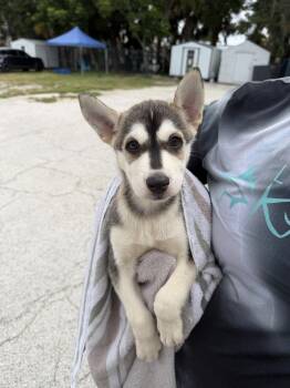 Alpha 5 -  Husky Dog for Adoption in Lakeland, Florida - Alpha 5 | PetCurious
