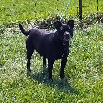 Rescue Terrier Dogs for Adoption in Washington Court House, Ohio - Riley | PetCurious