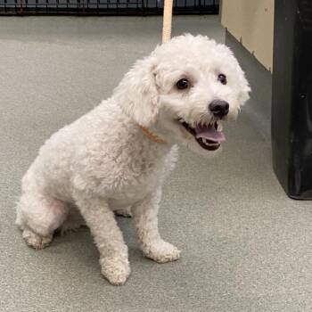 Poodle Dogs Available for Adoption - Kiki | PetCurious
