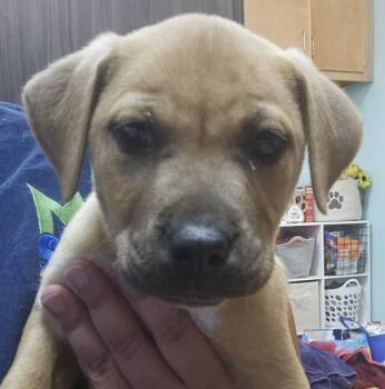 Mixed Breed Dogs Available for Adoption in Mobile, Alabama - Rookie | PetCurious