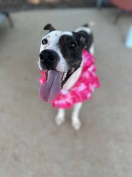 MICHELLE -  Mixed Breed Dog for Adoption in Charlotte, North Carolina - MICHELLE | PetCurious