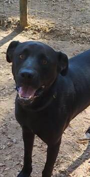 MOOSE -  Labrador Retriever Dog for Adoption in Saint Jo, Texas - MOOSE | PetCurious