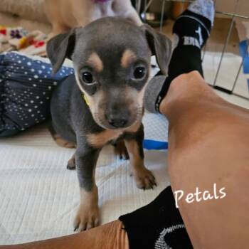 Chihuahua Dogs Available for Adoption in Lafayette, California - Petals | PetCurious