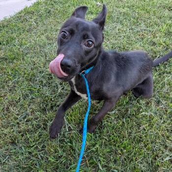 Evie -  Mixed Breed Dog for Adoption in Greensboro, North Carolina - Evie | PetCurious