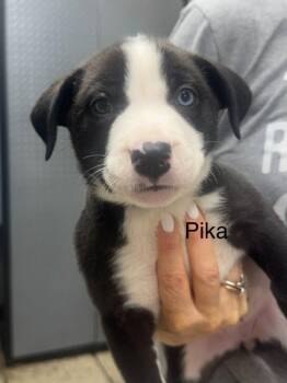 Pika -  American Staffordshire Terrier and Husky Dog for Adoption in St. George, Utah - Pika | PetCurious