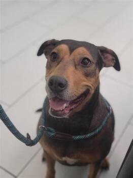 Rescue Mixed Breed Dogs for Adoption in Largo, Florida - Lizzy | PetCurious