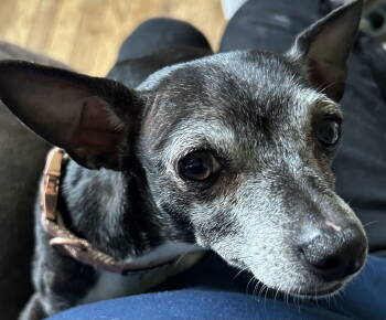 Rescue Chihuahua Dogs for Adoption in St. Peters, Missouri - Maizey | PetCurious