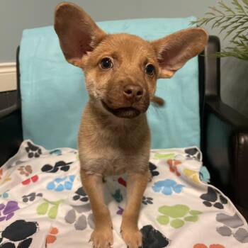 Terrier Dogs Available for Adoption - Nugget  | PetCurious