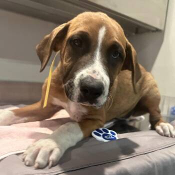 IVHS-Stray-141495 -  Hound Dog for Adoption in San Gabriel, California - IVHS-Stray-141495 | PetCurious
