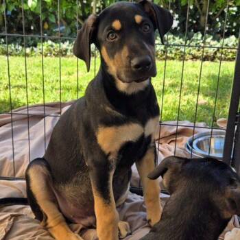 KILO -  Mixed Breed Dog for Adoption in San Juan Capistrano, California - KILO | PetCurious