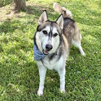 Rescue Siberian Husky Dogs for Adoption in Angleton, Texas - Pastrami Sub | PetCurious