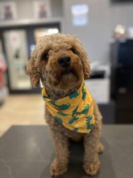 Poodle Dogs Available for Adoption in Dickson, Tennessee - Copper | PetCurious