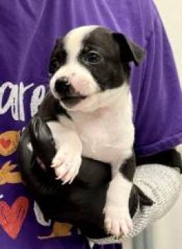 Cavatappi -  Mixed Breed Dog for Adoption in Lawrenceville, Georgia - Cavatappi | PetCurious