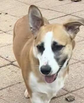 Chip -  Cardigan Welsh Corgi and Pembroke Welsh Corgi Dog for Adoption in Oklahoma City, Oklahoma - Chip | PetCurious