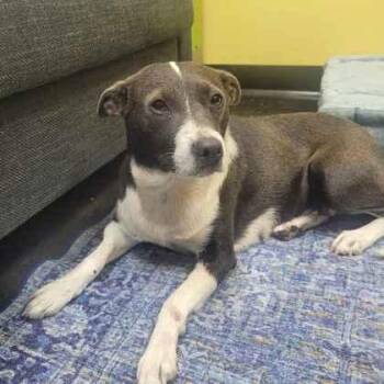 Bonnibel -  Mixed Breed Dog for Adoption in Memphis, Tennessee - Bonnibel | PetCurious