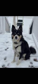 Bailey -  Border Collie Dog for Adoption in Seaside Heights, New Jersey - Bailey | PetCurious