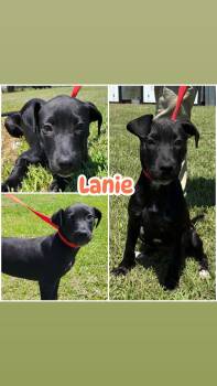 Rescue Labrador Retriever Dogs for Adoption in Ringwood, New Jersey - Lanie | PetCurious