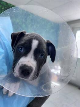 Lasso -  American Staffordshire Terrier and Mixed Breed Dog for Adoption in San Antonio, Texas - Lasso | PetCurious