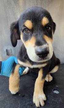 CHANCE -  Shepherd and Mixed Breed Dog for Adoption in San Antonio, Texas - CHANCE | PetCurious