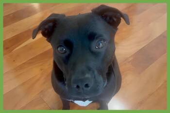 Rescue Staffordshire Bull Terrier Dogs for Adoption in Amherst, Massachusetts - Riley | PetCurious