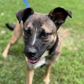 Rescue Shepherd Dogs for Adoption in Locust Fork, Alabama - Kie | PetCurious