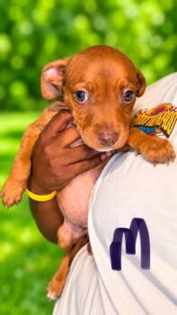 Aero -  Australian Shepherd and Mixed Breed Dog for Adoption in Morton Grove, Illinois - Aero | PetCurious