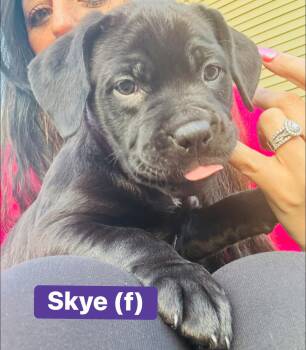 Cane Corso Dogs Available for Adoption - Skye | PetCurious
