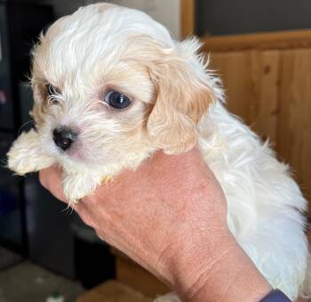 Nanette -  Poodle and Cocker Spaniel Dog for Adoption in Thompson Falls, Montana - Nanette | PetCurious
