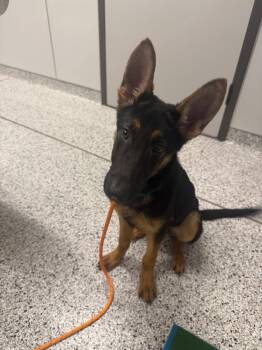 Missy -  German Shepherd Dog Dog for Adoption in Clarksville, Tennessee - Missy | PetCurious