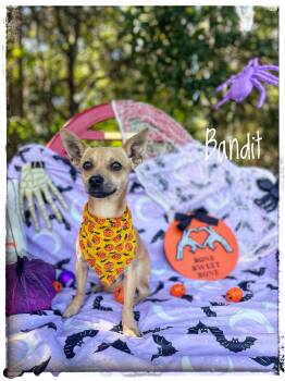 Bandit -  Chihuahua Dog for Adoption in Sebring, Florida - Bandit | PetCurious