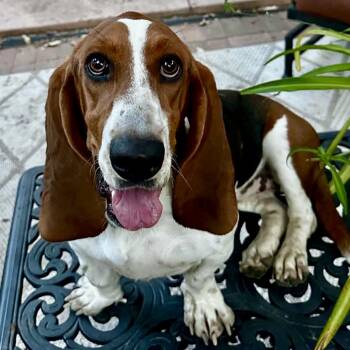 Dolly -  Basset Hound Dog for Adoption in Mead, Colorado - Dolly | PetCurious