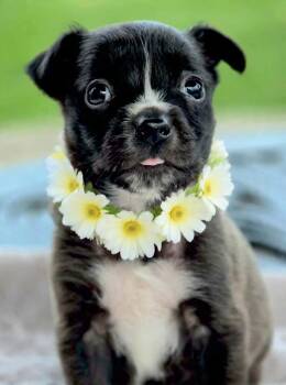 Mel -  Australian Cattle Dog Blue Heeler and Pit Bull Terrier Dog for Adoption in Newport Beach, California - Mel | PetCurious