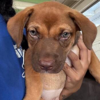 Darby -  Chihuahua and Dachshund Dog for Adoption in Goleta, California - Darby | PetCurious