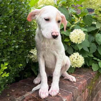 Anna -  Mixed Breed Dog for Adoption in Brownsboro, Alabama - Anna | PetCurious