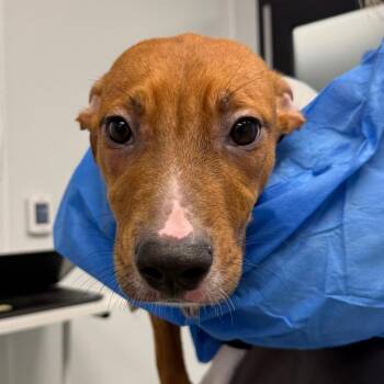 Billy -  Terrier Dog for Adoption in Abilene, Texas - Billy | PetCurious