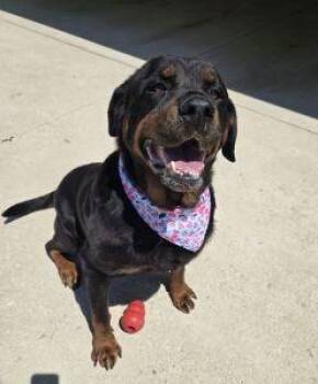 Zakara -  Rottweiler Dog for Adoption in Bucyrus, Ohio - Zakara | PetCurious