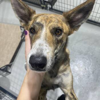 Dutchess -  Mixed Breed Dog for Adoption in Ruston, Louisiana - Dutchess | PetCurious
