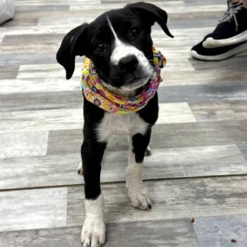 Sarah -  Mixed Breed Dog for Adoption in Austin, Texas - Sarah | PetCurious