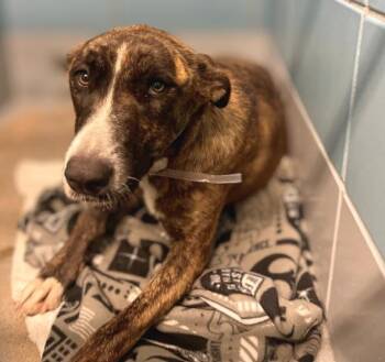 MAYBELLINE -  Staffordshire Bull Terrier and Mixed Breed Dog for Adoption in Houston, Texas - MAYBELLINE | PetCurious