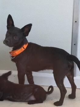 Pinto -  Chihuahua and Mixed Breed Dog for Adoption in Sevierville, Tennessee - Pinto | PetCurious
