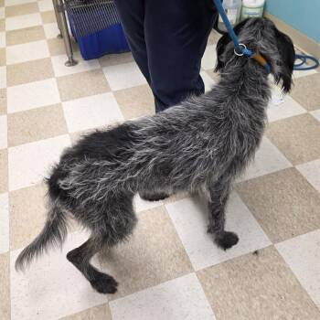 Rasputin -  German Wirehaired Pointer Dog for Adoption in Kingman, Kansas - Rasputin | PetCurious